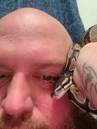 Kaa is such a pretty snake. I love all the morphs,but theres something  about standard ball pythons.