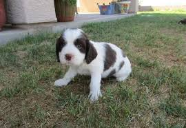Currently we have three male and one liver and white female available. English Springer Spaniel Puppy For Sale Adoption Rescue For Sale In Wickenburg Arizona Classified Americanlisted Com
