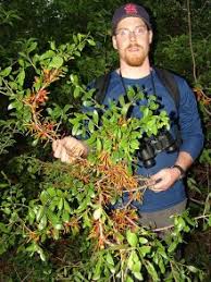 Image result for Octolepis decalepis