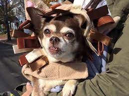 Licensed as an animal shelter (yes, we are a shelter!!), we accept dogs from the general public, as well as rescue, homeless, abandoned and unwanted dogs and puppies. Tiny Paws Rescue