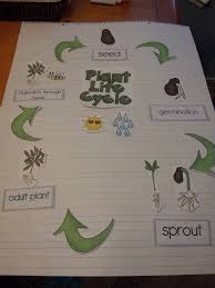 Sharing The Pandemonium Of Teaching Young Children Plant Life Cycle Kindergarten Science Plant Science