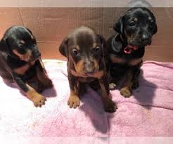 Dobermans are extremely loyal and affectionate dogs despite their rough appearance. View Ad Doberman Pinscher Litter Of Puppies For Sale Near California San Diego Usa Adn 200661