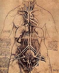 Als oberbauch (epigastrium) bezeichnet man die anteile des abdomens, bauchwand und organe, die sich zwischen. Organ Biologie Wikipedia