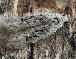 Image result for Altenia scriptella