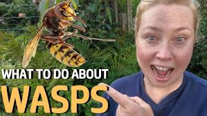 Wasps are more active in the heat, not more grouchy