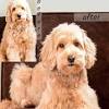 Quality of our english teddy bear goldendoodles : 1