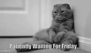 Friday meme is designed to spread joy, laughter and fun. Thursday Patiently Waiting For Friday Gif Thursday Patientlywaitingforfriday Cats Discover Share Gifs Cats Friday Cat I Love Cats
