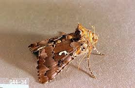 Image result for Achyropsis leptostachya