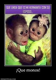 Desmotivaciones Que Monos Funny Phrases Humor Funny Spanish Memes