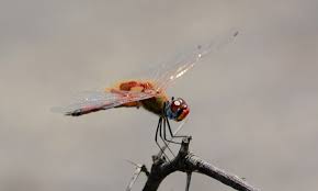 Image result for Tragiella natalensis