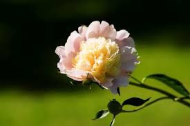 The freshest peonies, just cut from a plantation near moscow! Peony The Thornless Rose Garden Pearls