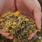 Herbal Teas (Tisanes)