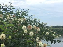 風箱樹 的圖片搜尋結果 vegetation plants tree