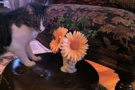 The Enchanted Petal Gerbera Daisy Petal Cats