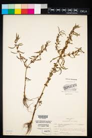 Image result for Nesaea dinteri