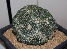 Image result for Kotschya carsonii