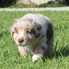 Find the perfect australian shepherd puppy for sale in minnesota, mn at puppyfind.com. Twix Australian Shepherd Puppy 615272 Puppyspot
