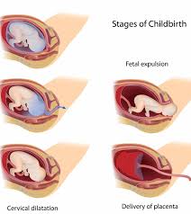 3 Vital Stages Of Labor What Happens In Them And What To Do