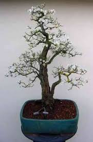 Chinese bird plum flowering indoor bonsai tree. 64 Bonsai Plum Trees Ideas Bonsai Bonsai Tree Plum Tree