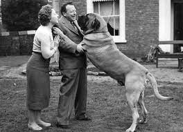 Watchful, aloof, imposing, and intimidating: Mastiff Dog Breed Profile