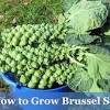 Learn how to plant, grow, and harvest brussels sprouts with this growing guide from the old farmer's almanac! Https Encrypted Tbn0 Gstatic Com Images Q Tbn And9gcrmbbgzgttalr3vr M3uqqsnezq5tgfnbdfsohzp7vtkqfcjtwc Usqp Cau