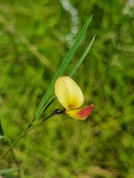 Image result for Argyrolobium tuberosum