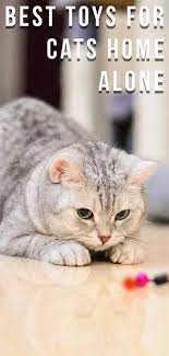 Best Toys For Cats Home Alone Best Toys For Dogs And For Cats Pet Toys Cat Toys Dog Toys Homemade Pet Toys Cat Dog Pe Cats Homemade Cat Toys Dog Toys