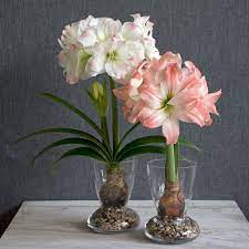 Amadeus Amaryllis Duo Two Bulbs With Two Dutch Hurricane Vase Kits Amaryllis Bulbs White Flower Farm Bulb Flowers