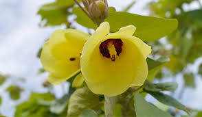 Image result for Thespesia