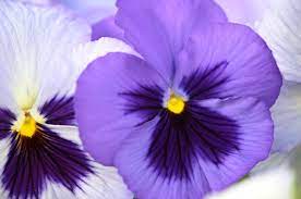 Pansies Mahoney S Garden Centers Pansies Purple Pansy Flowers