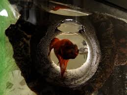 Today we are happy to be able to collect some data from betta fish breeder. Toys And Joys Entertaining Your Betta Bettasmart