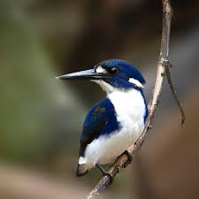 Image result for Burttia prunoides