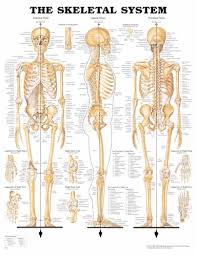 anatomical chart co the skeletal system anatomical chart