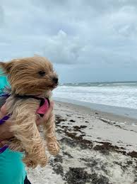 Windy is an extraordinary tool for #weather #forecast visualization. A Windy Fall Has Hampered Fishing Offshore In The Surf And Business
