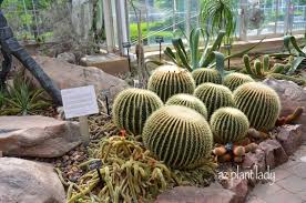 It does prefer a sunny spot. Echinocactus Grusonii Archives Ramblings From A Desert Garden