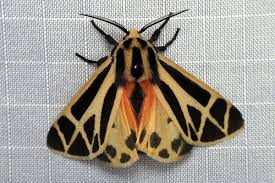 Bug Of The Day Moth Species Tiger Moth Moth