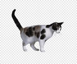 In 2013 the former owner of the amorino cattery launched a social media campaign against a canadian breeder calling himself the. Cat Coat Genetics Png Images Pngegg