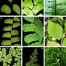 Image result for Adiantum soboliferum