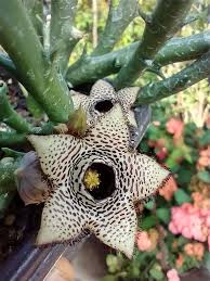 Image result for Orbea paradoxa