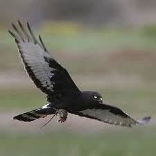 Small Birds Of Prey South Africa Circus Maurus Black Harrier Beautiful Birds Harrier Birds Of Prey