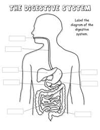 Label The Digestive System Diagram By Curly Que Science Tpt