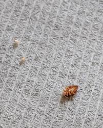 If you are unsure about bedbug signs, contact a pest control service provider who will know what to look for. Green Heat Bed Bug Exterminators Auf Twitter The Answer To Yesterdays Question There Were 6 Dead Bed Bugs In The Picture Here S A Closer Look At An Adult And 2 Babies Bedbugs