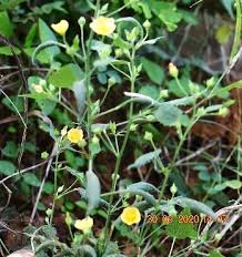 Image result for Sida veronicifolia
