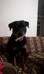 1 Yasinda Rottweiler Edirne Rottweiler Kopek Evcil Hayvan Bakimi
