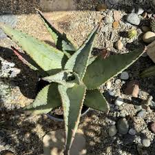 Image result for Aloe marlothii