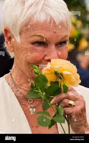 Rose may hi-res stock photography and images