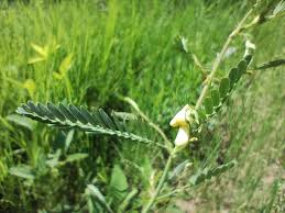 Image result for Aeschynomene sensitiva