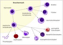 Blut Und Blutbildung