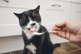 Most cats are lactose intolerant, which means they should not eat dairy, including yogurt. Can Cats Eat Yogurt