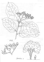 Image result for Ehretia cymosa